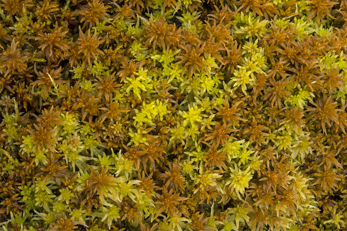 Bryophyta